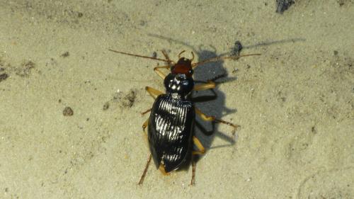 Nebria picicornis